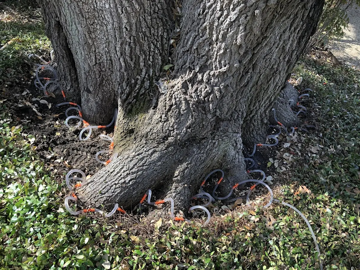 Detailed Tree Cabling and Bracing job site in Conchas Dam