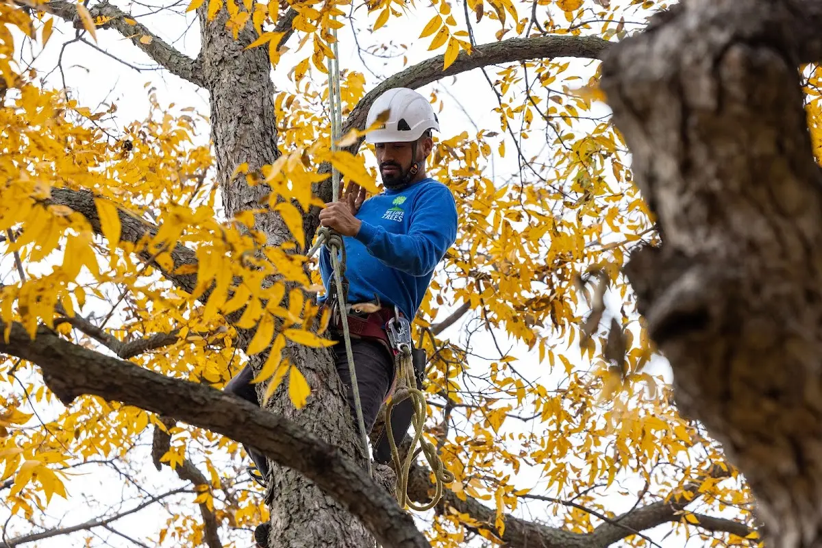 Skilled Tree Transplanting crew working in Conchas Dam