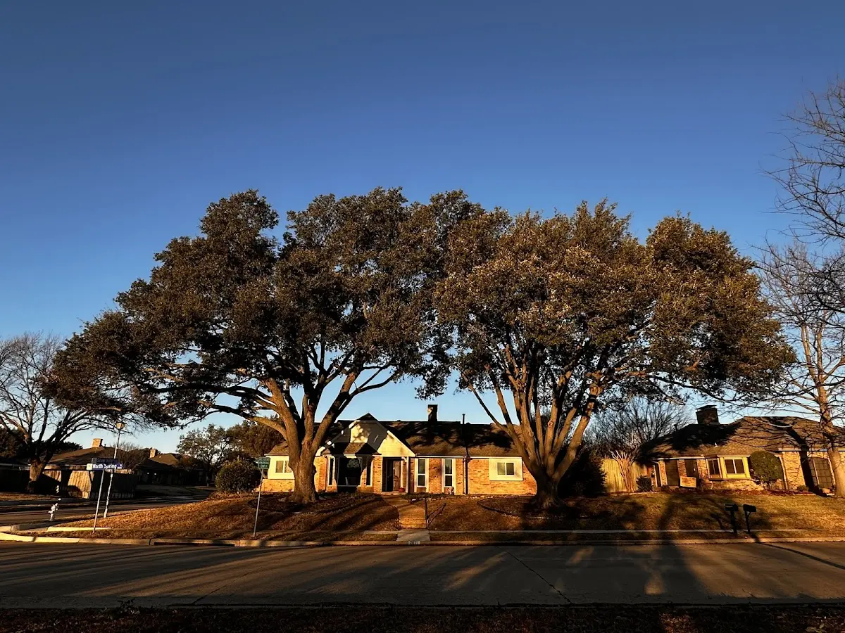 Established residential canopy tree shading a home in Conchas Dam